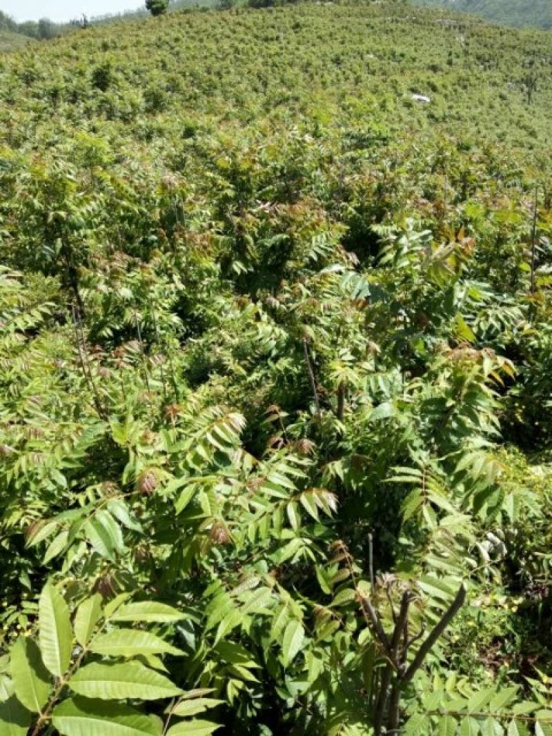 绿香椿苗红油香椿苗红香椿苗大棚香椿苗提供技术