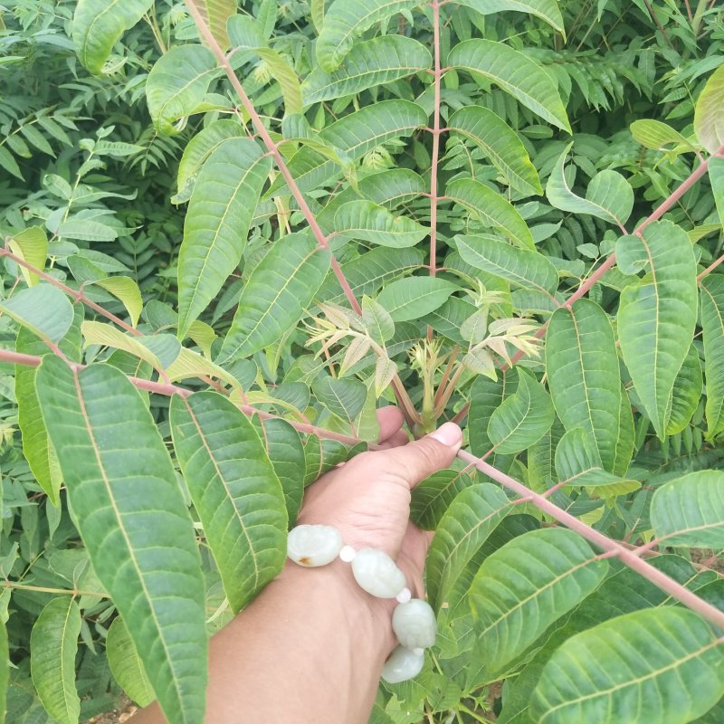 绿香椿苗红油香椿苗红香椿苗大棚香椿苗提供技术