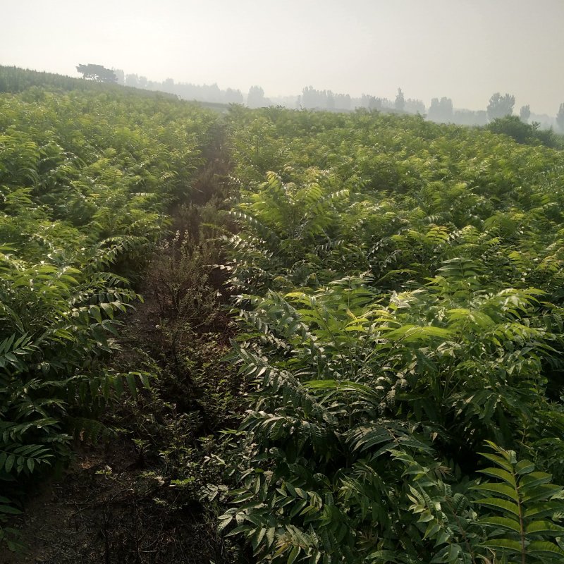 绿香椿苗红油香椿苗红香椿苗大棚香椿苗提供技术