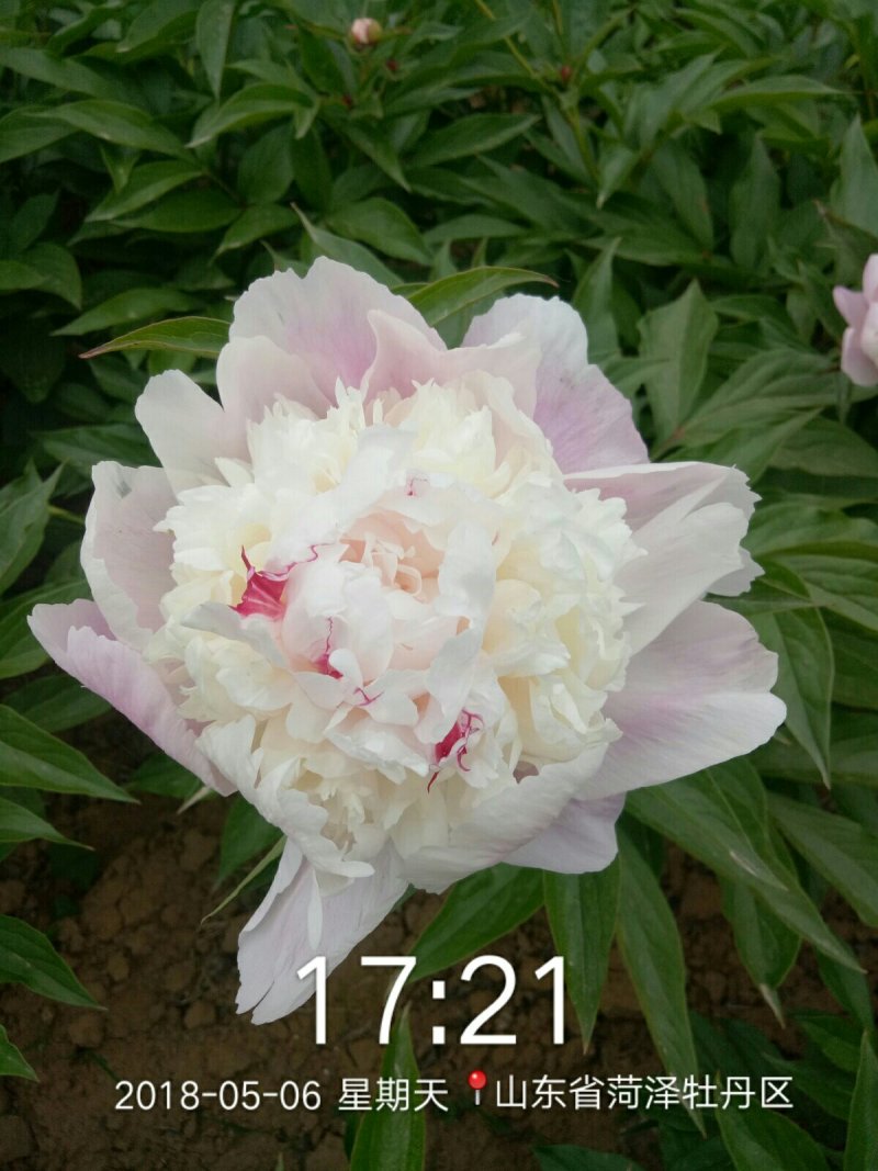 千层观赏芍药一年二年苗免费提供技术