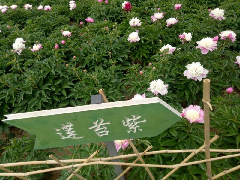 千层观赏芍药一年二年苗免费提供技术