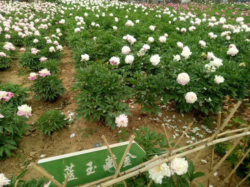 千层观赏芍药一年二年苗免费提供技术