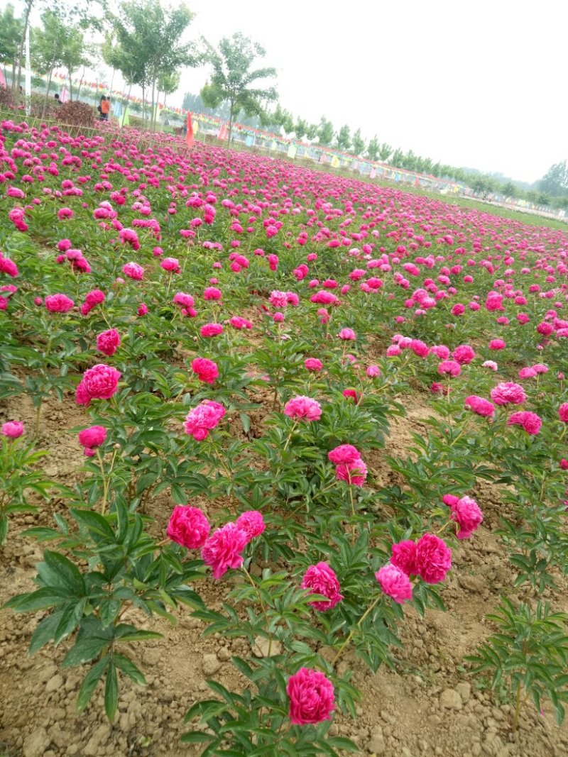 千层观赏芍药一年二年苗免费提供技术