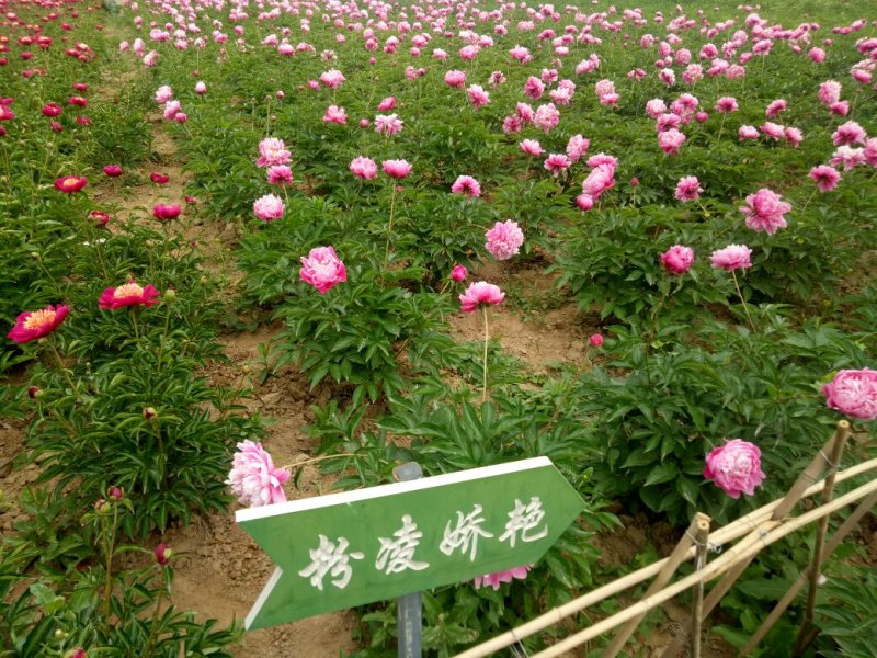 千层观赏芍药一年二年苗免费提供技术