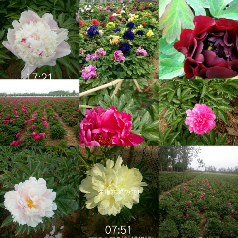千层观赏芍药一年二年苗免费提供技术
