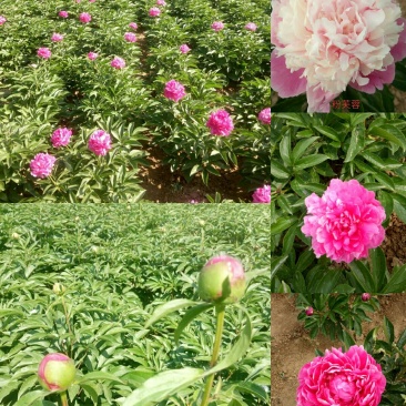 千层观赏芍药一年二年苗免费提供技术