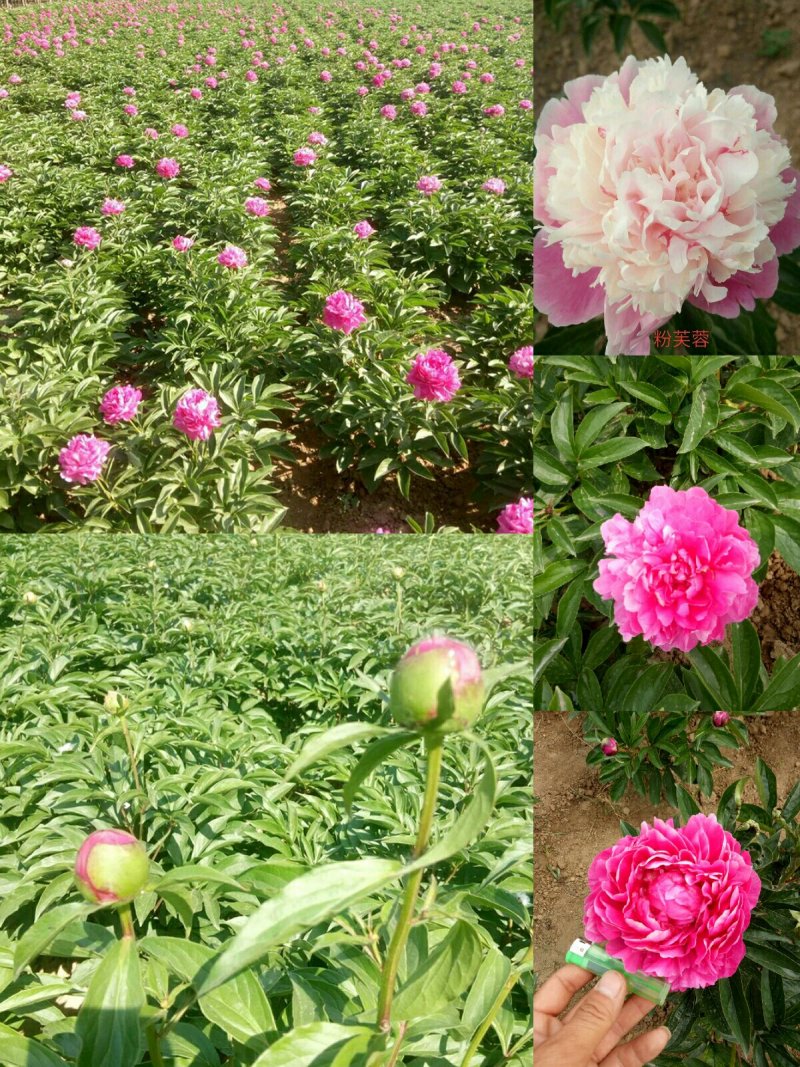 千层观赏芍药一年二年苗免费提供技术