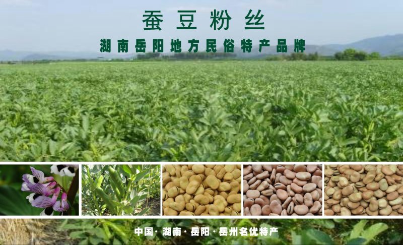 豌豆粉丝，34年企业品牌（岳阳名优特产）