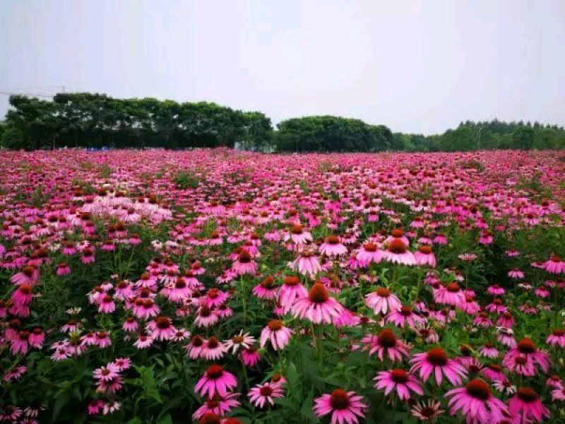 药材，松果菊全草。紫锥菊全草，增加，抵抗力