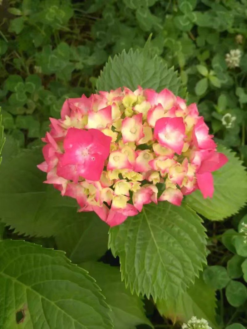 丹参