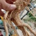 防风