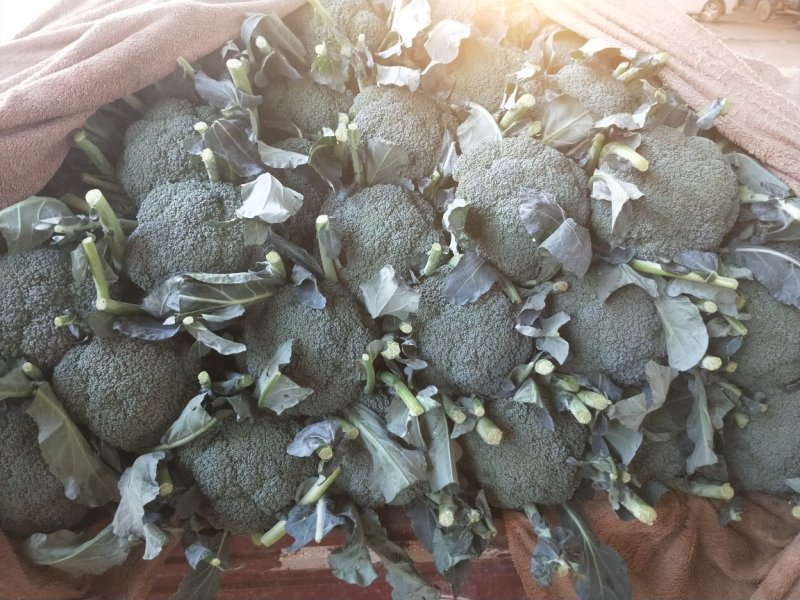 河北西蓝花上市品种优质花型漂亮质量有保证诚信第一