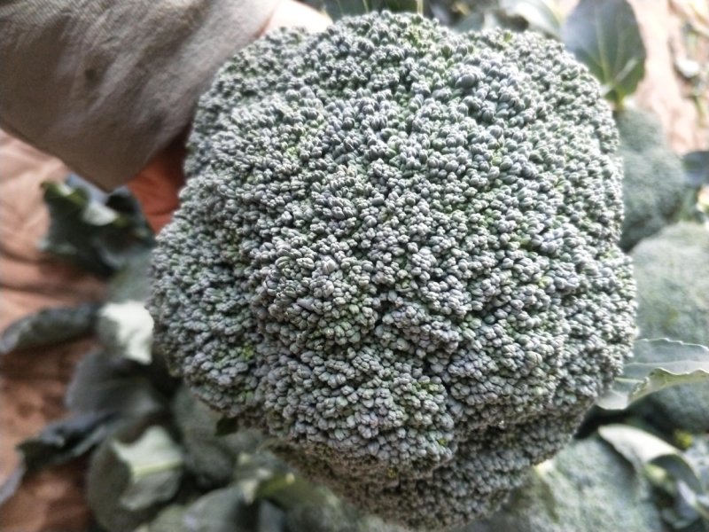 河北西蓝花上市品种优质花型漂亮质量有保证诚信第一