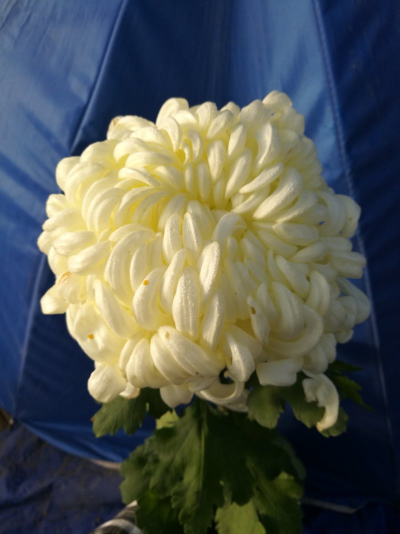 精品多头菊