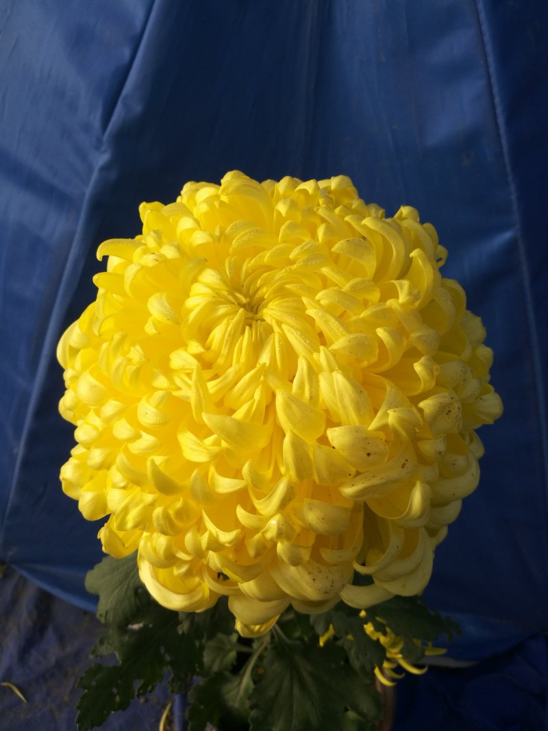 精品多头菊
