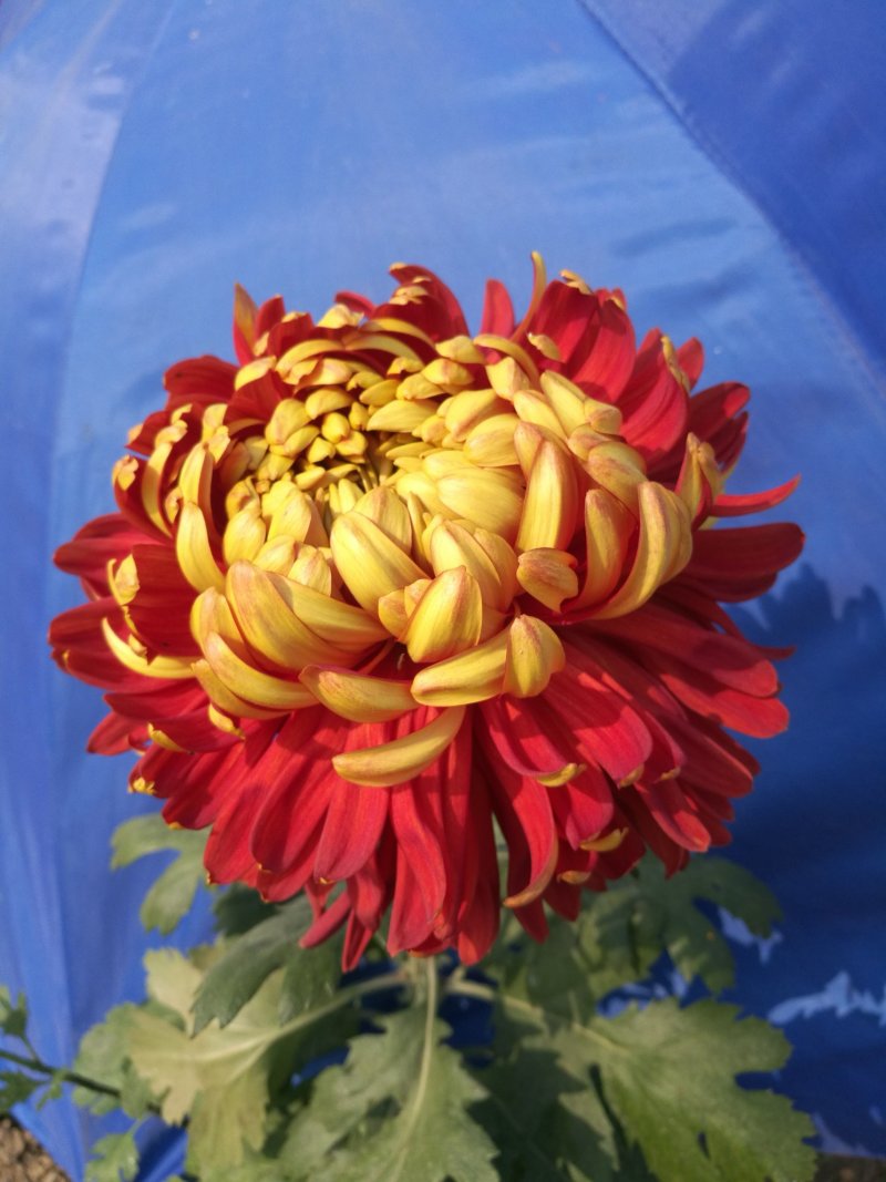 精品多头菊
