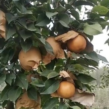 晚秋黄梨