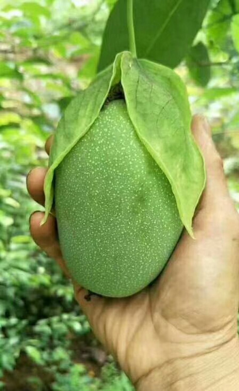 百香果西番莲苗荔枝味绿皮百香果苗
