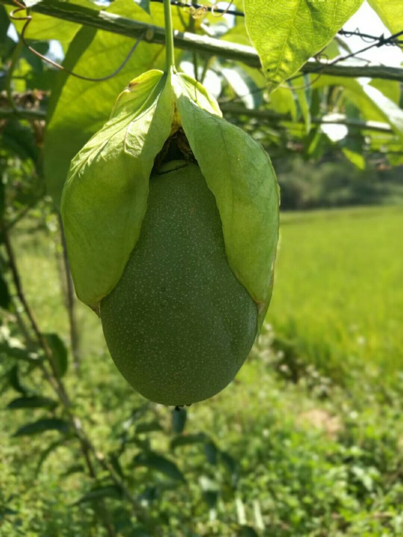 百香果西番莲苗荔枝味绿皮百香果苗