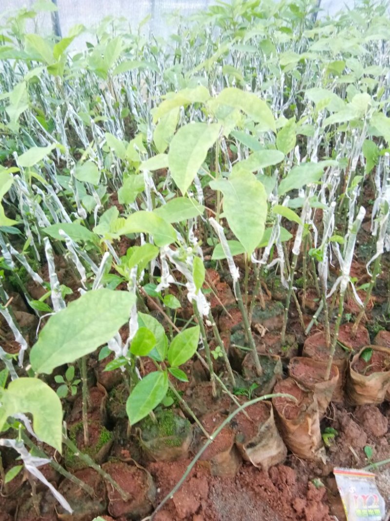 百香果西番莲苗荔枝味绿皮百香果苗