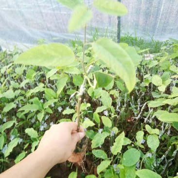 百香果西番莲苗荔枝味绿皮百香果苗