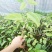 百香果西番莲苗荔枝味绿皮百香果苗