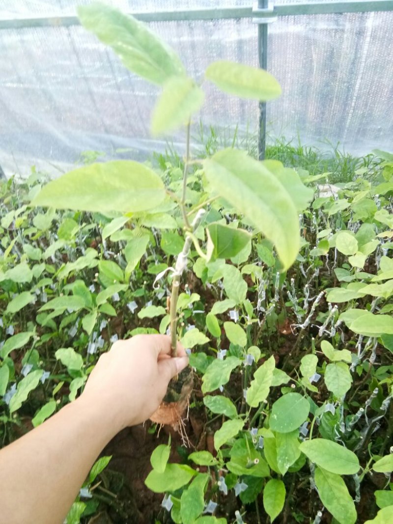 百香果西番莲苗荔枝味绿皮百香果苗