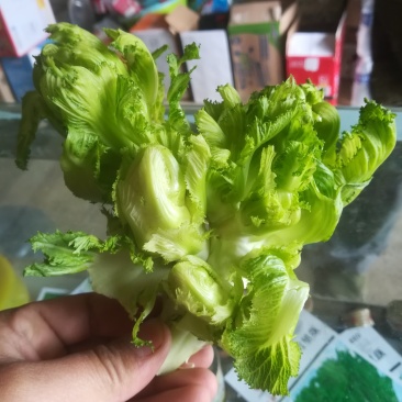 儿菜
