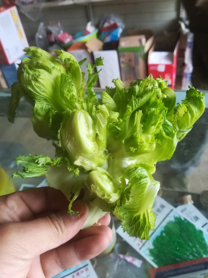 儿菜
