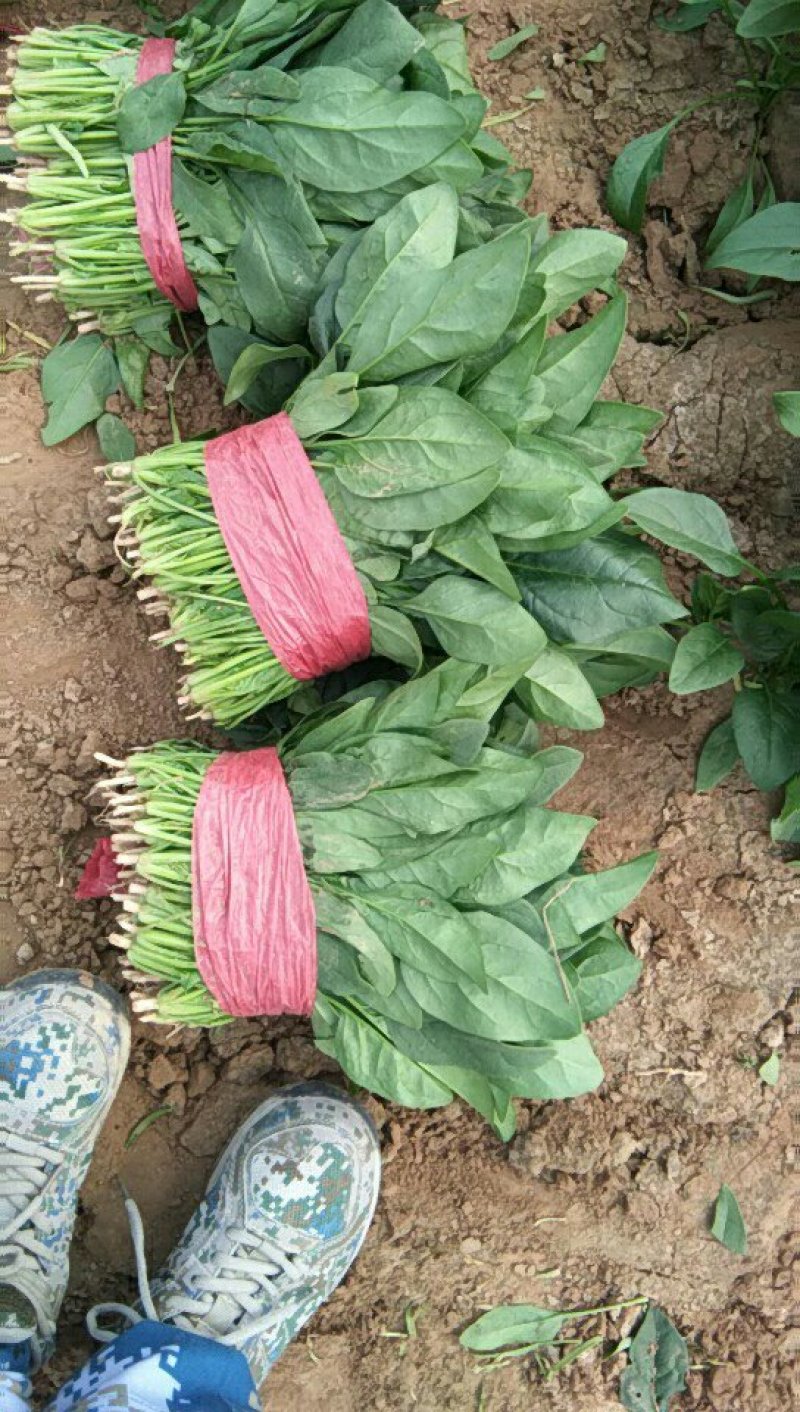 🔥菠菜山东惠民万亩种植基地规格齐全代发全国！