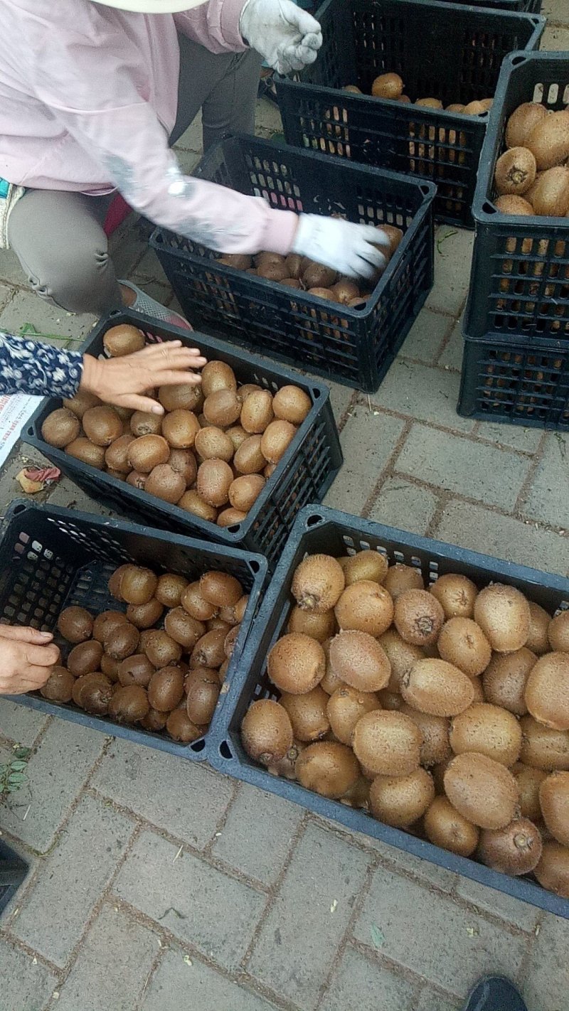 徐香猕猴桃