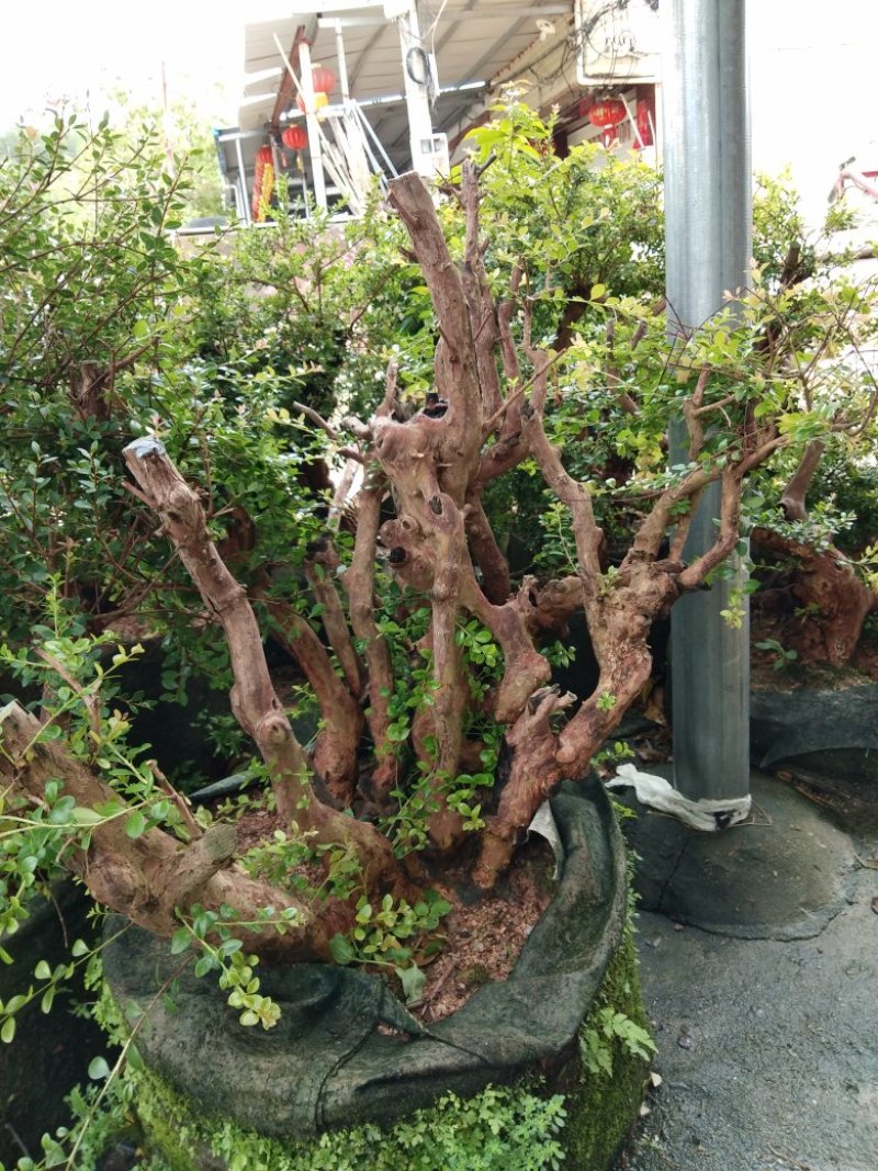 直接6厘米到20厘米，单杆多杆都有，清场地处理