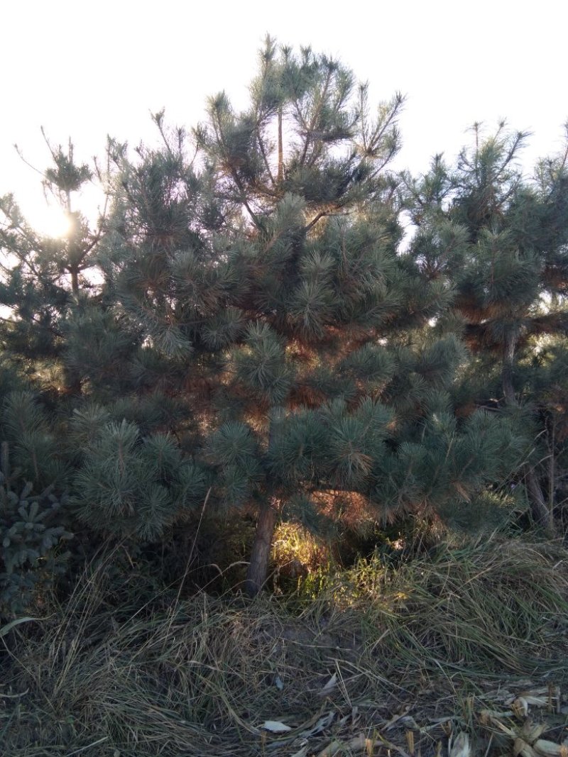 精品油松