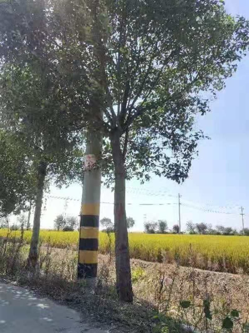 15的大叶女贞，四季常青，树形优美，耐寒，耐旱，耐冻