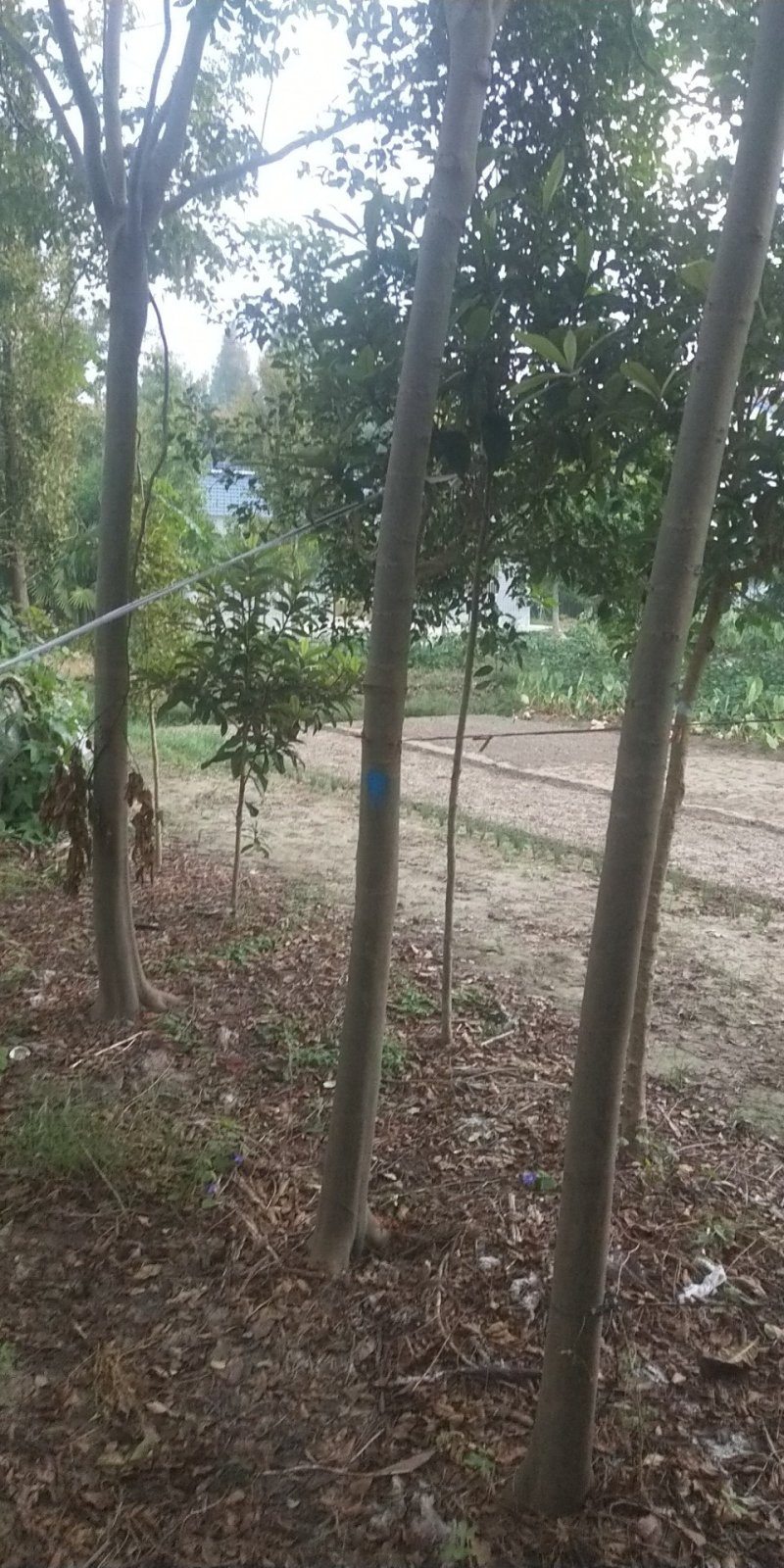 栾树绿化苗木四季绿化