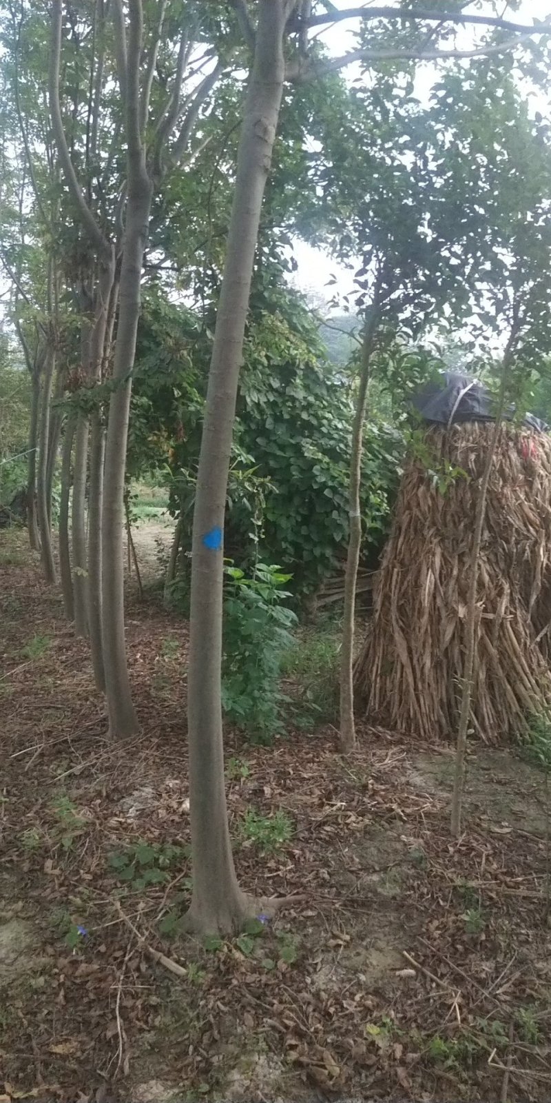 栾树绿化苗木四季绿化
