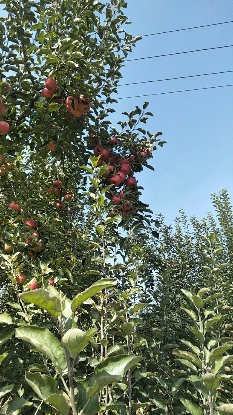 冰糖心红富士苹果，