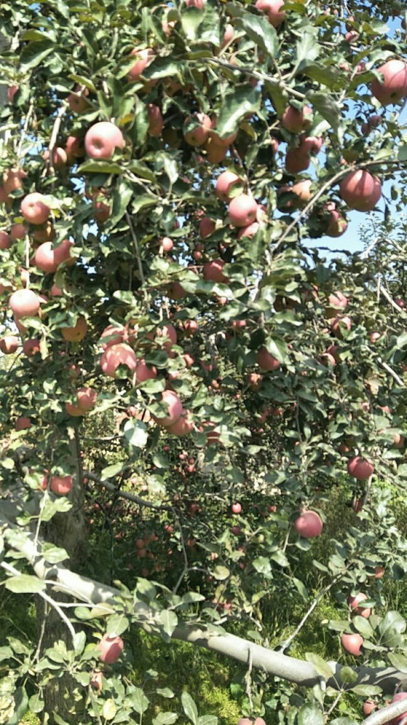 冰糖心红富士苹果，