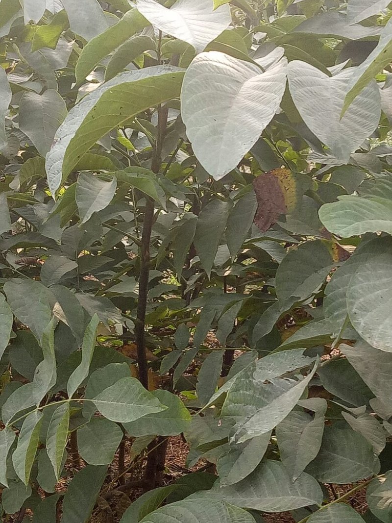 核桃树苗杏树苗