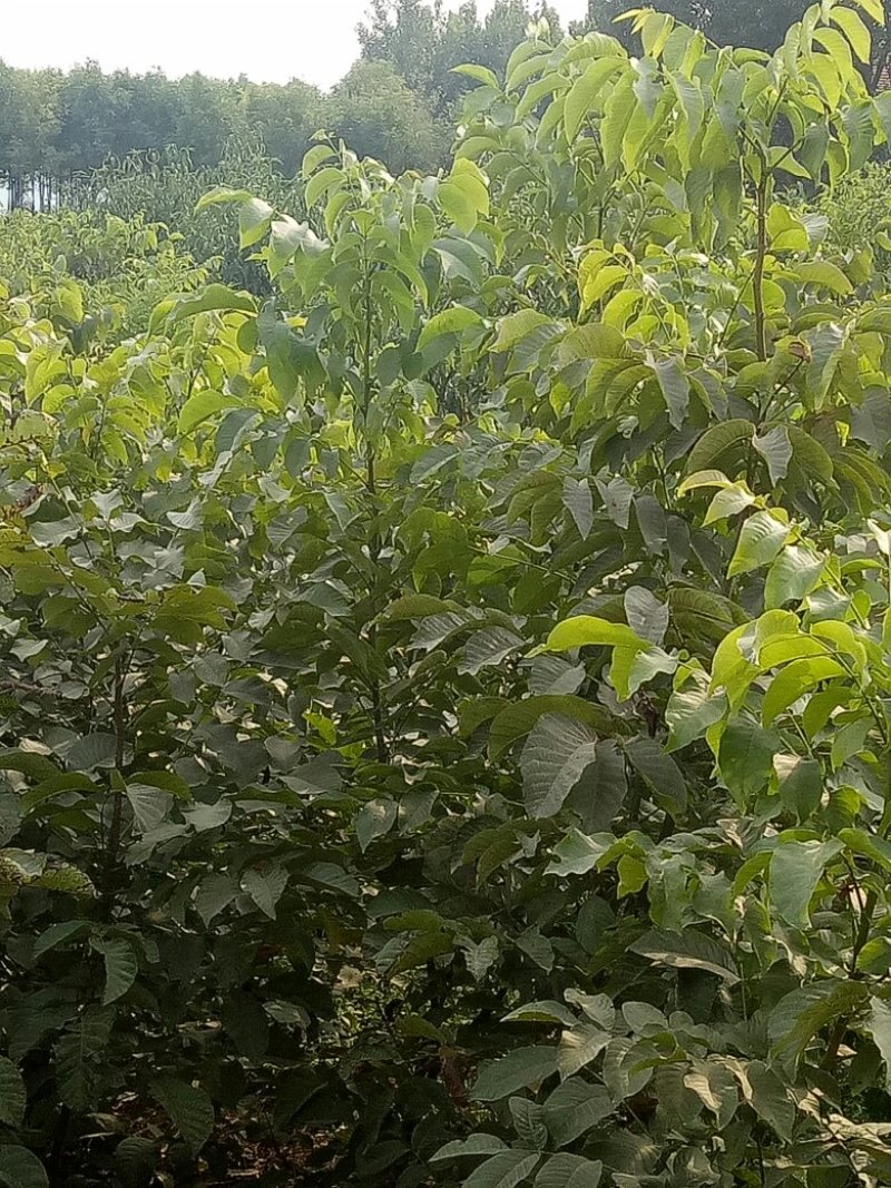 核桃树苗杏树苗