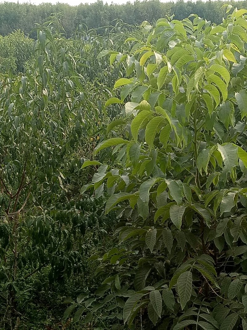 核桃树苗杏树苗