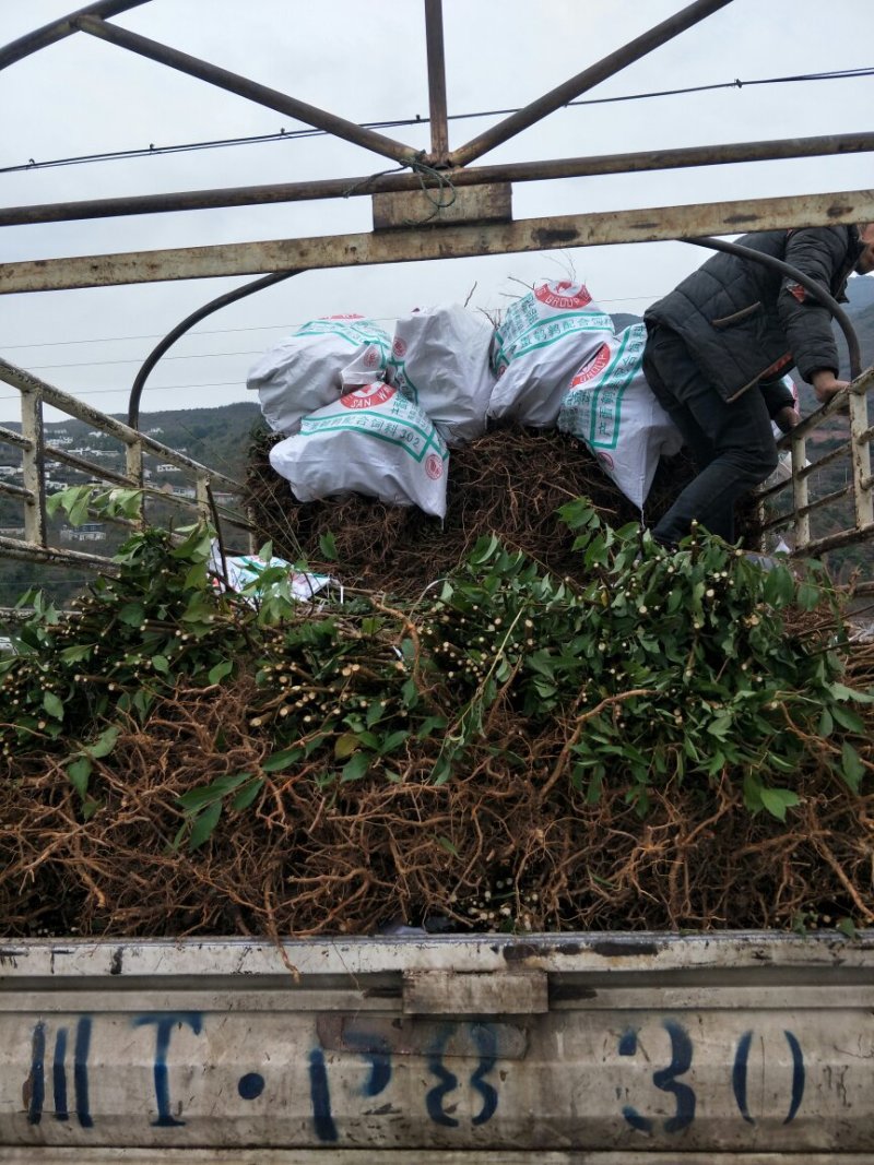 脆红李子苗，口感脆甜，极耐存运，提供种植技术