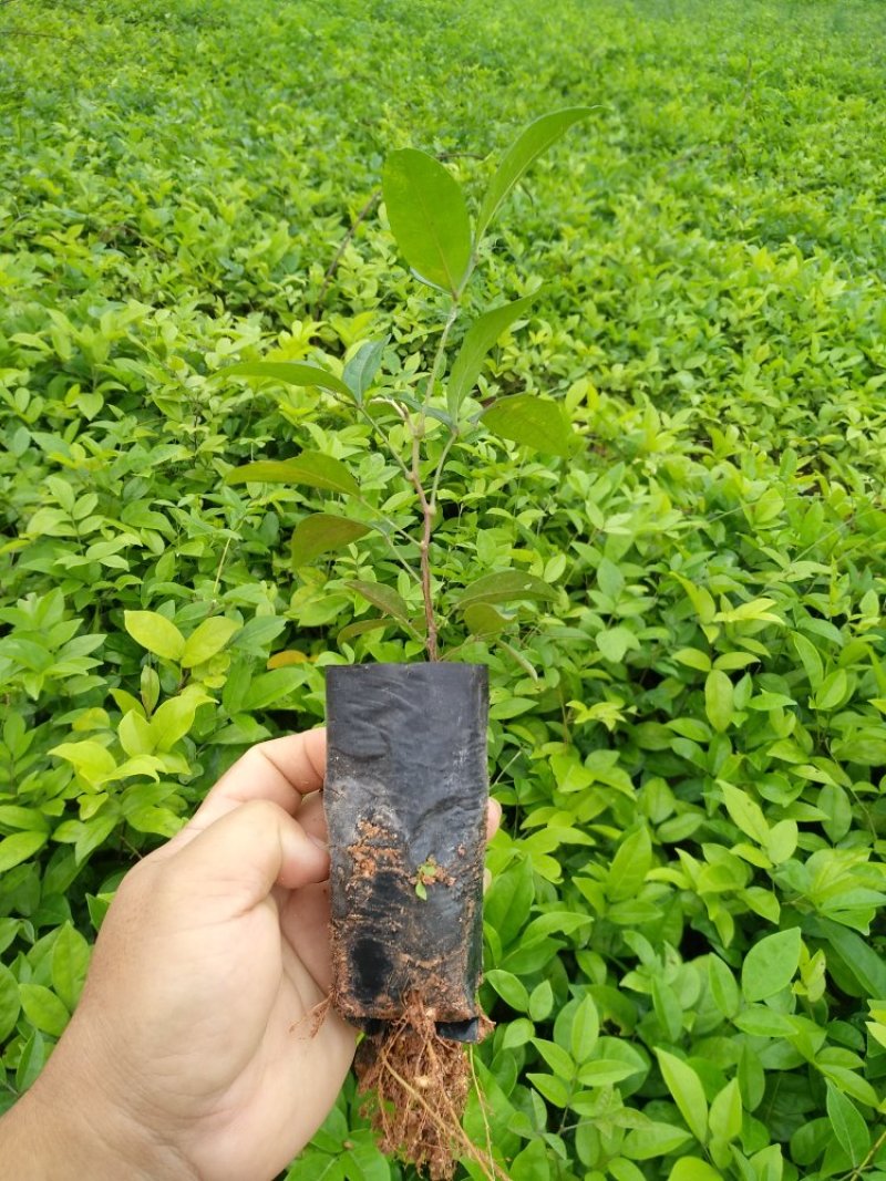 牛大力种苗10个月苗抗旱、结薯能力强