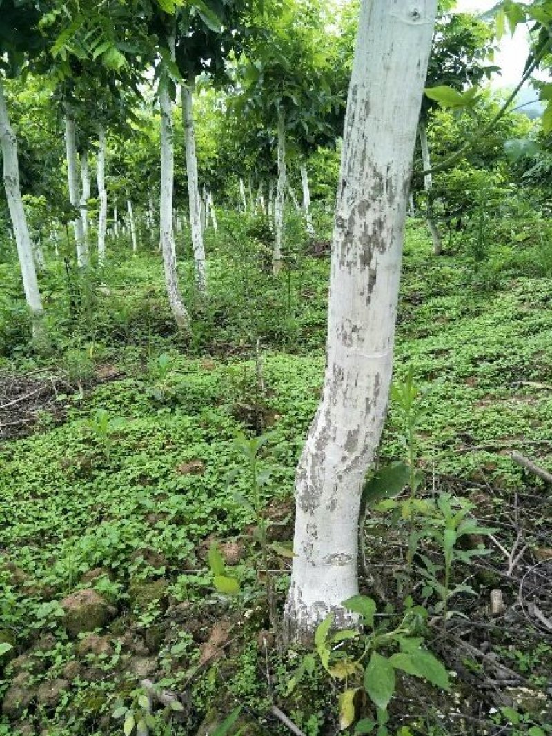 碧根果，美国山核桃苗