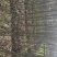 碧根果，美国山核桃苗