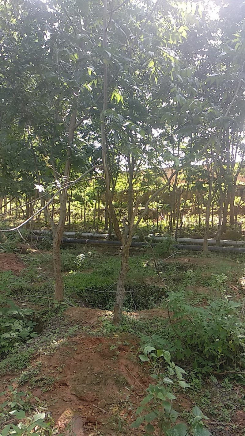 碧根果，美国山核桃苗