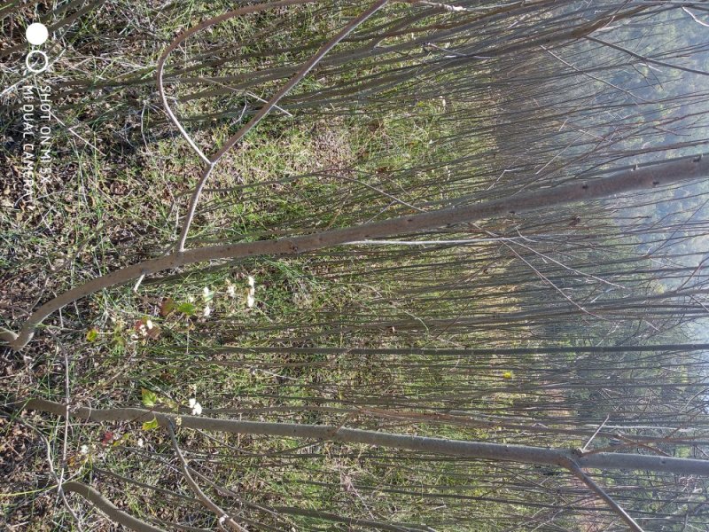 碧根果，美国山核桃苗