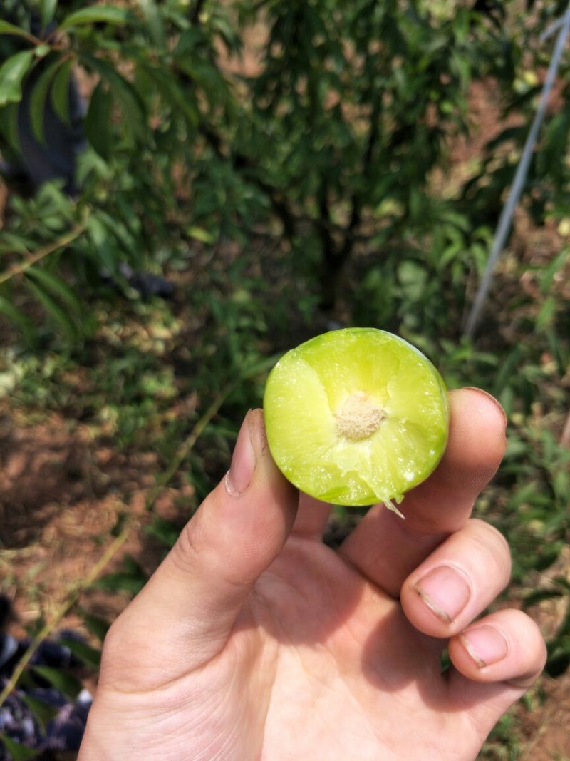 半边红李子苗1到2年苗，挂果快，品种保证，假一赔十