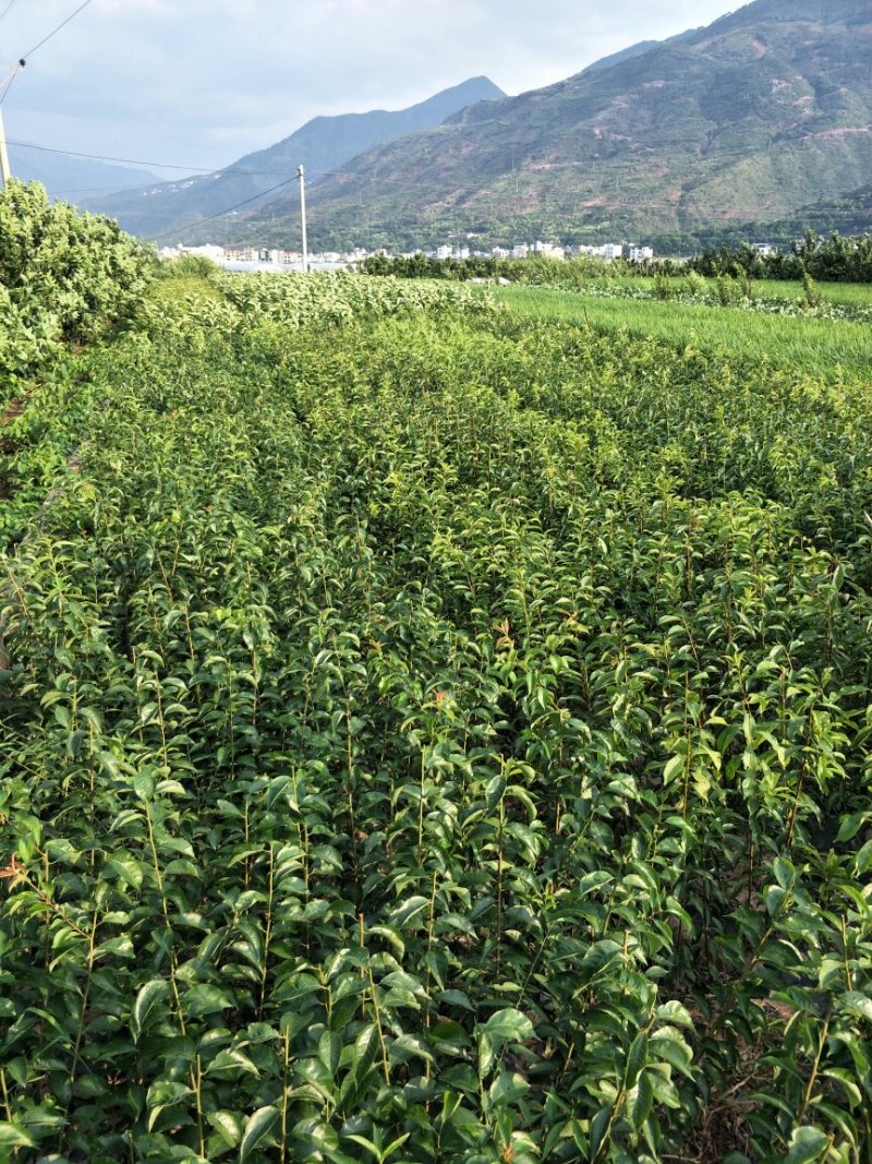 蜂糖李子苗50~100cm，根系发达，成活率高