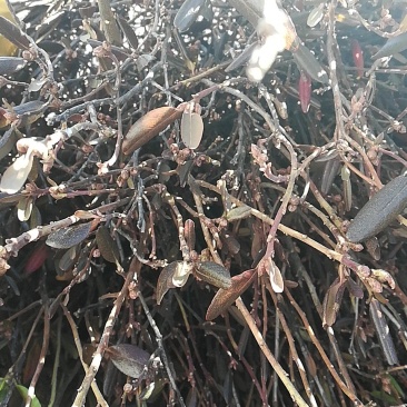 兴安野生杜鹃花干枝